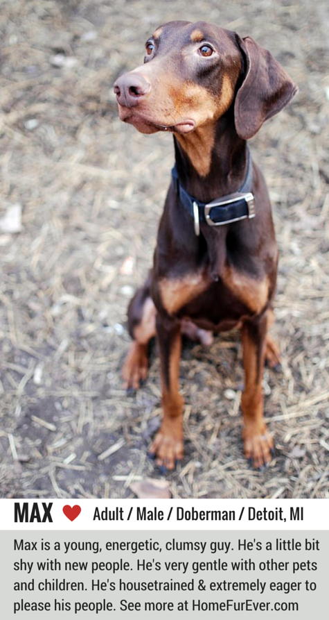 Max is a handsome Doberman seeking his forever home in Detroit, Michigan.