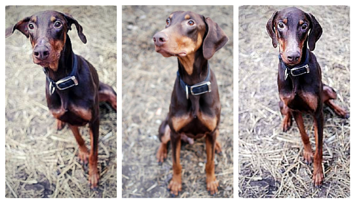 Max is an adoptable Doberman in Detroit, Michigan. He's great with other dogs, cats, and very gentle with children.