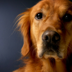 Nothing In Life is Free – Should Dogs Earn Affection?
