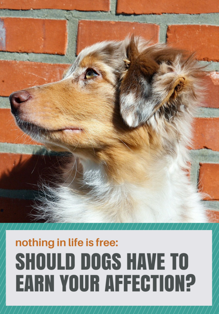 Nothing in life is free: should dogs have to earn your affection?