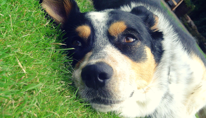 Why Do Dogs Love to Lay In The Sun?