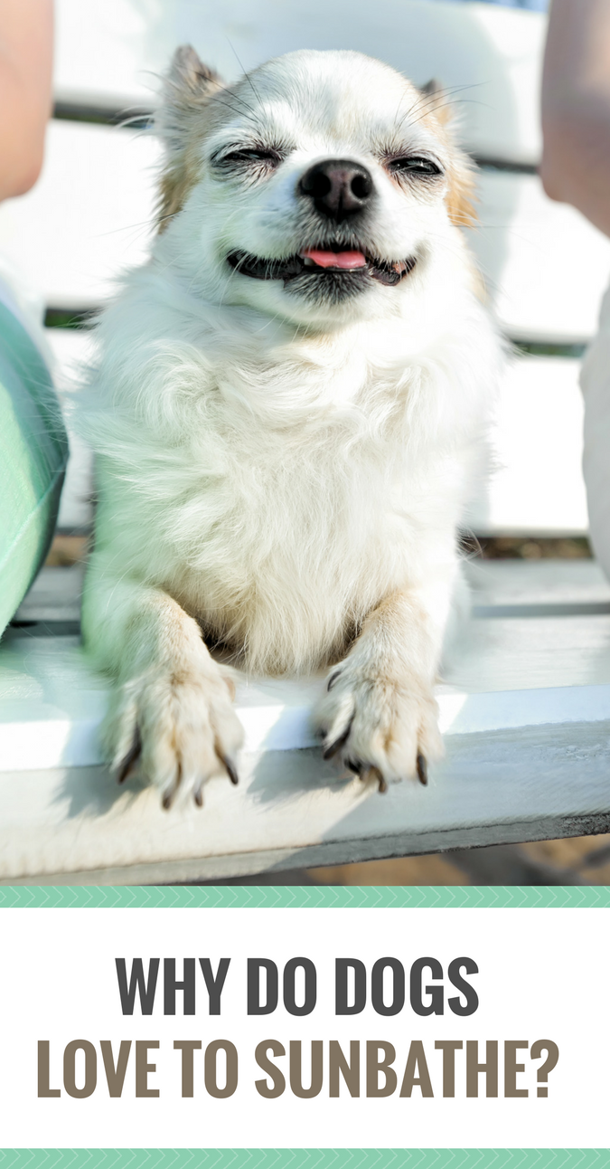 Do dogs like sitting in hot sun?