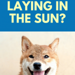 Why do dogs love laying in the sun