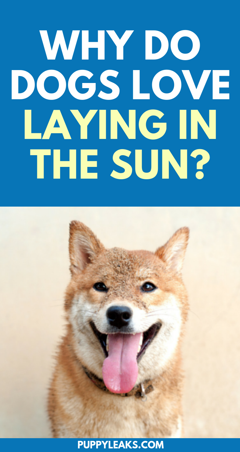 Why Do Dogs Love to Lay In The Sun? Puppy Leaks