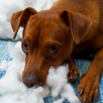How to Make Your Dogs Toys Last Longer