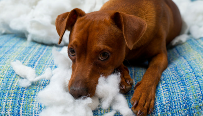 dog ate stuffed animal stuffing