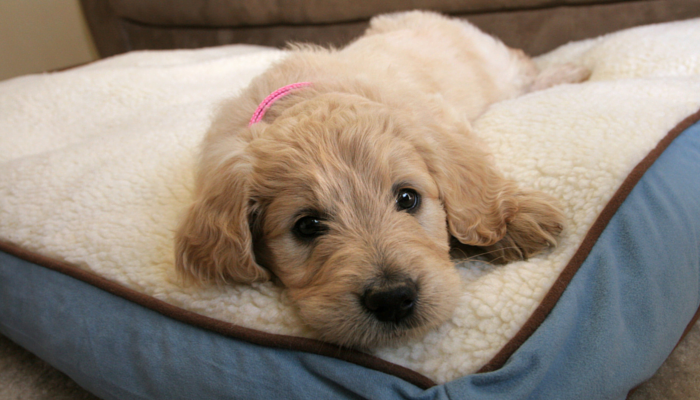 dog proof cushions