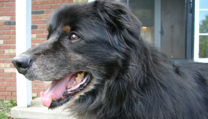 Devi radere il tuo cane per l'estate? Quello che devi sapere prima di radere il tuo cane.