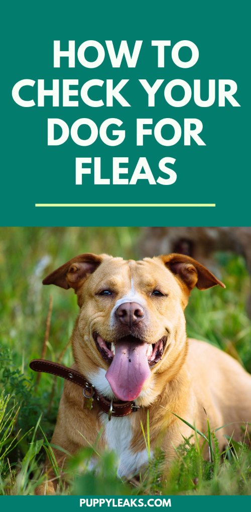 How to Check Your Dog For Fleas at Home Tail Tales Haven
