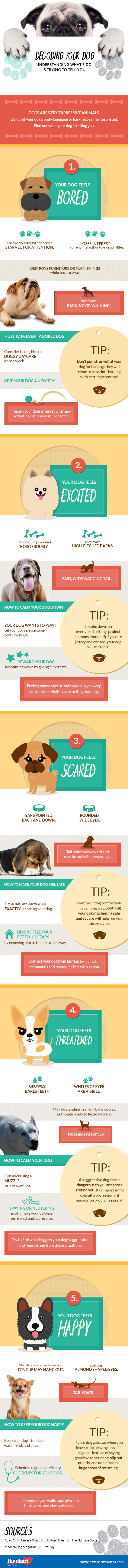 Decoding Your Dog Infographic