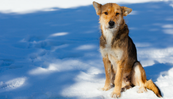 how can i treat my dogs dry skin naturally