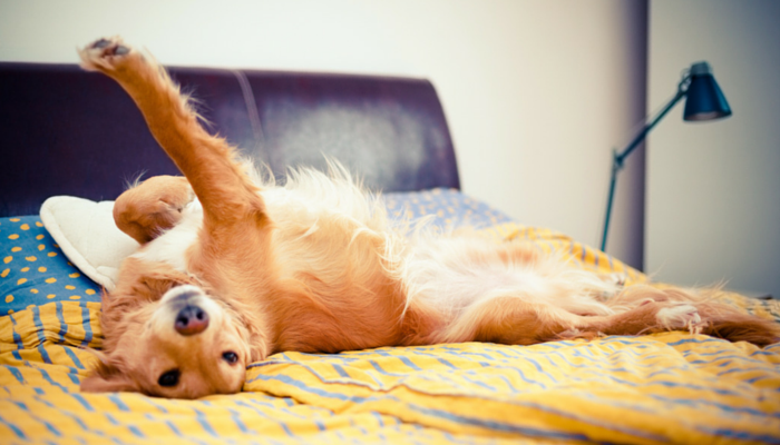 tear resistant dog blanket