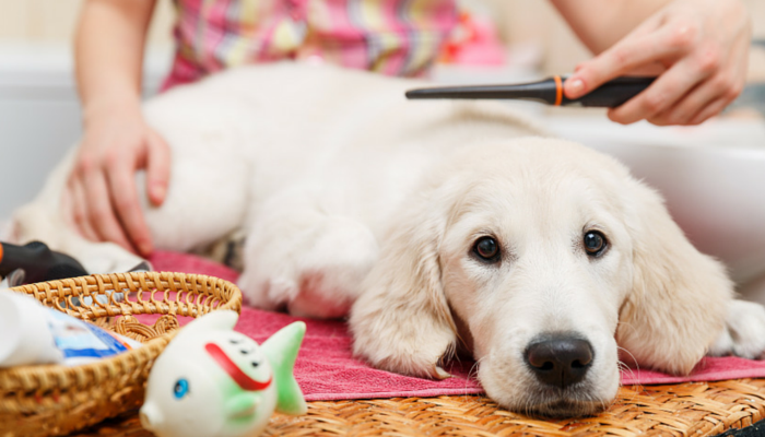 Was Sie wissen müssen, bevor Sie Ihren Hund rasieren