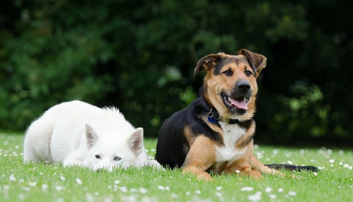 Vad du behöver veta innan du rakar din hund