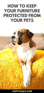 10 Simple Ways To Dog Proof Your Furniture Puppy Leaks