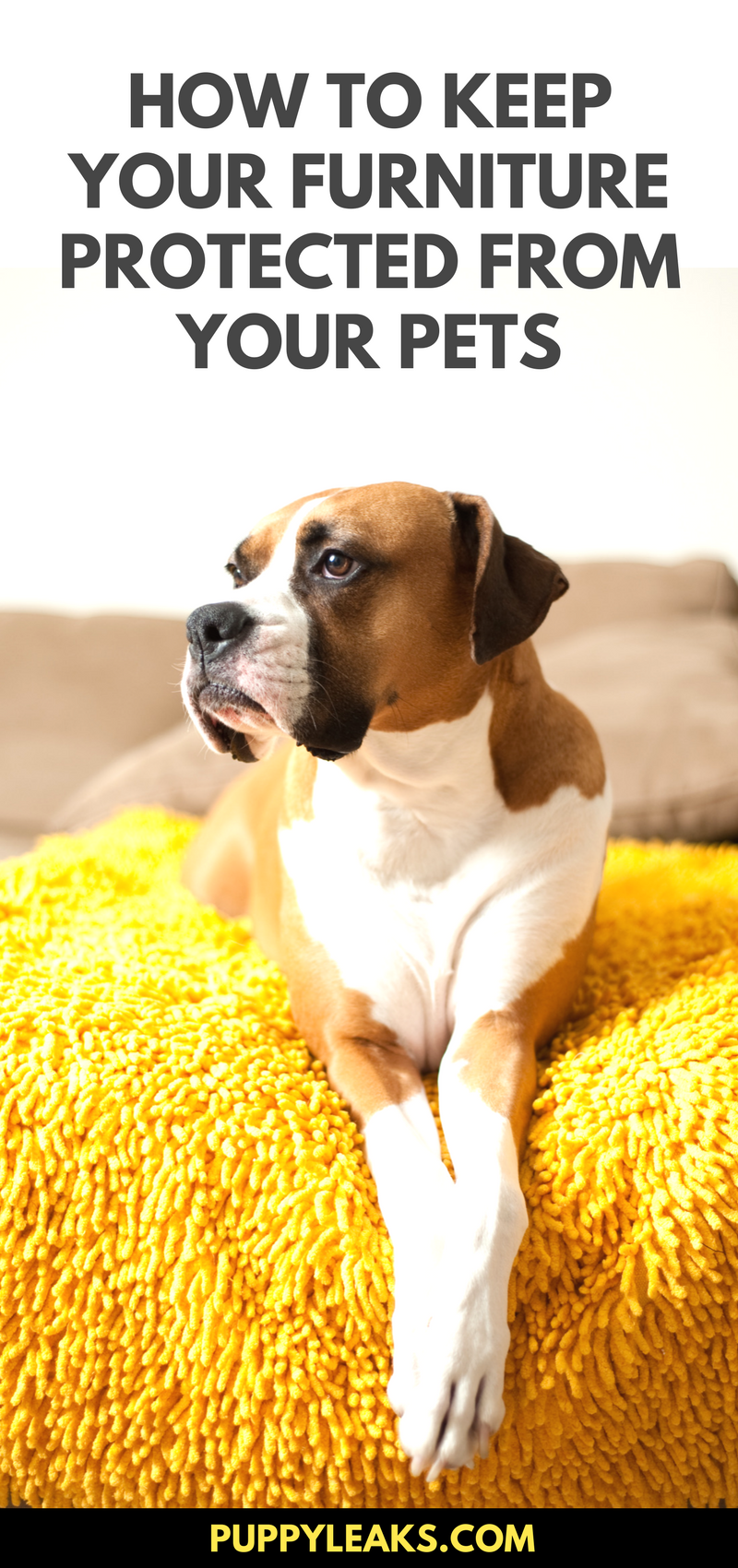 dog proof cushions