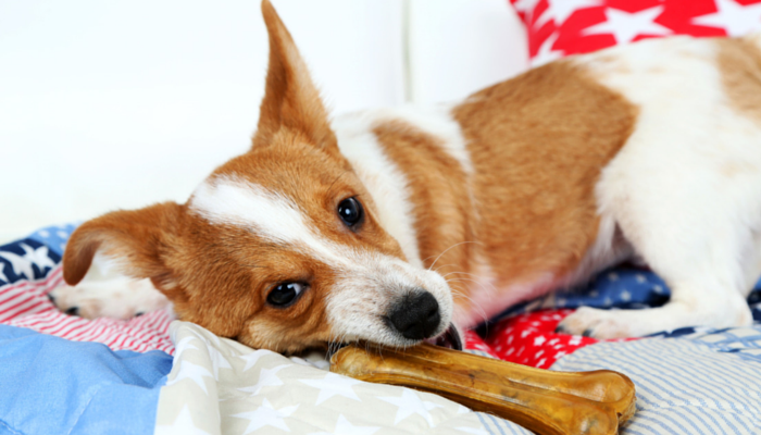 why do dogs burrow under pillows