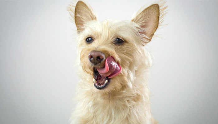 Fruity 🌹 Cute baby dogs, Cute animal photos, Cute dogs