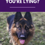 Can Your Dog Tell When You're Lying?