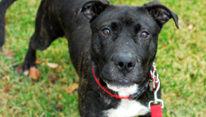 Adopt Noel - A Sweet Young Female Pit Bull Terrier Mix in Detroit