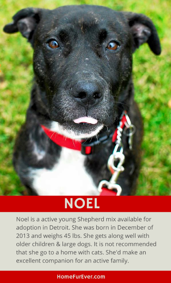 Noel - A Sweet Active Shepherd Mix Available for Adoption in Detroit