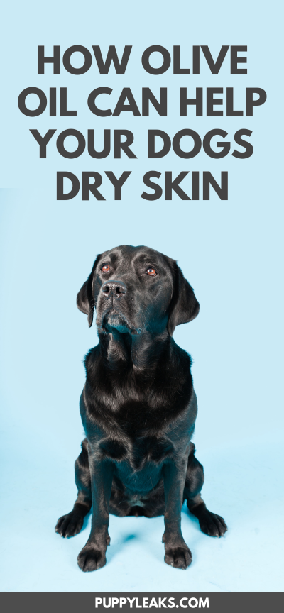 How olive oil can help your dogs dry skin