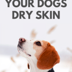 olive oil for dry skin on dog