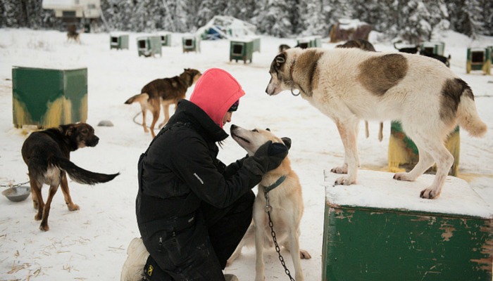 Our Favorite Dog Stories of the Week