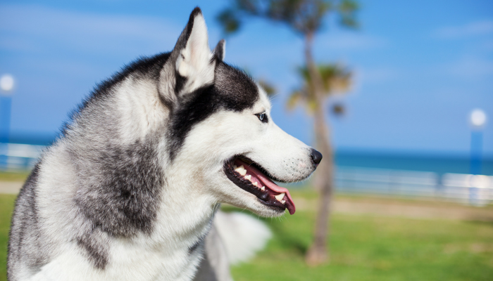 Cosa devi sapere prima di raderti il ​​cane - Perdite di cucciolo