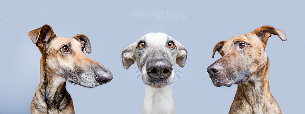 Best Dog Articles of the Week