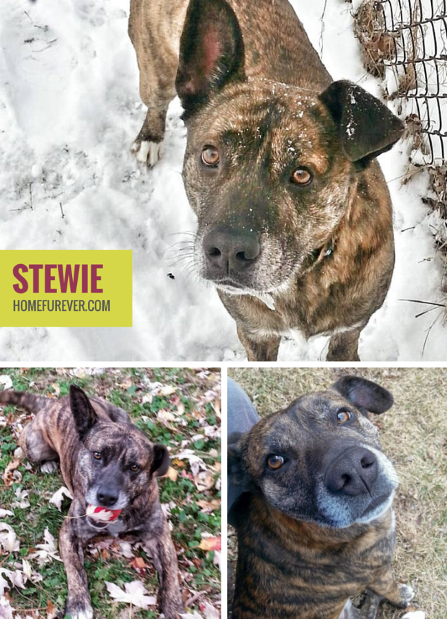 Stewie is a 3 Year Old Male Shepherd MIx Adoptable in Detroit