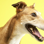 18 Excellent Reasons To Adopt a Greyhound