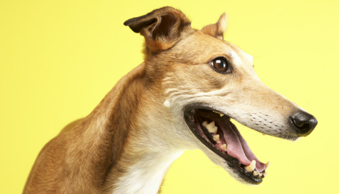 are greyhounds good pets