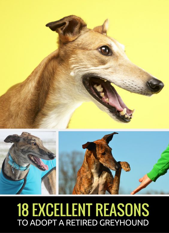 18 Excellent Reasons To Adopt a Greyhound Puppy Leaks