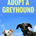 19 Great Reasons to Adopt a Greyhound
