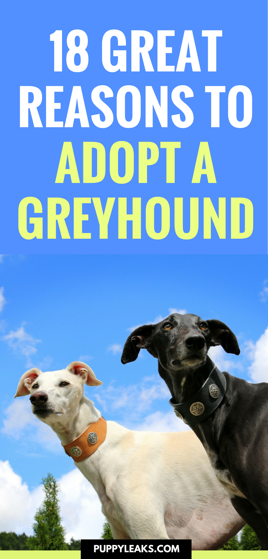 Looking for a laid back dog breed? Want a dog that's perfect for apartments? A Greyhound might be the right dog for you. Here's 18 excellent reasons to adopt a Greyhound. #dogs #dogadoption #dogrescue