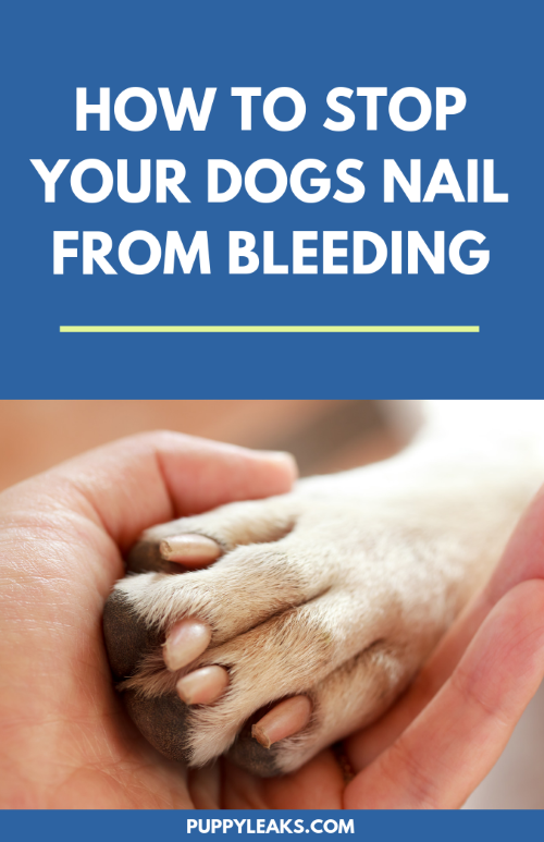 Did you trim your dogs nails too short? Trimming accidents happen, but being prepared and knowing what to do when they happen can make it less stressful for both you and your dog. From making your own homemade paste out of cornstarch to using styptic powder, here's 5 ways to stop your dogs nail from bleeding. #dogs #dogcare How to stop dog nail bleeding