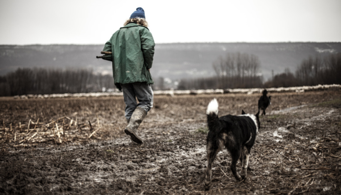 wolves more tolerant than dogs