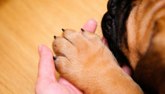 Veterinarian specialist holding puppy labrador dog, process of cutting dog  claw nails of a small breed dog with a nail clipper tool,trimming pet dog  nails manicure.Selective focus. Stock Photo | Adobe Stock