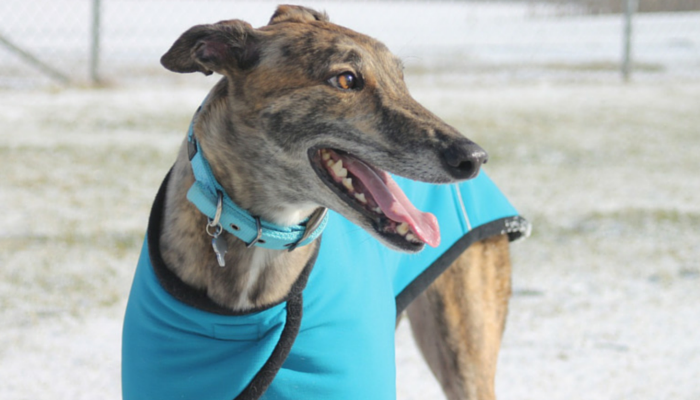 Reasons to adopt a greyhound