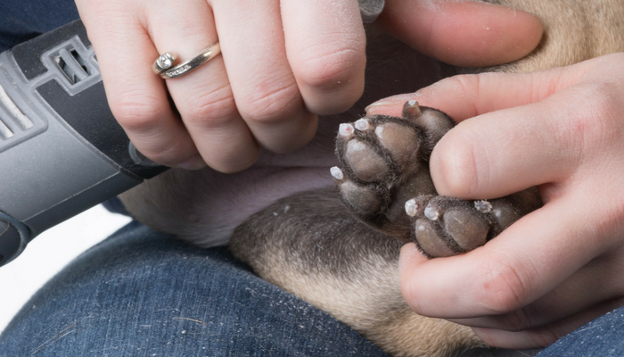 powder for clipping dog nails