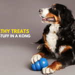 kong mental stimulation