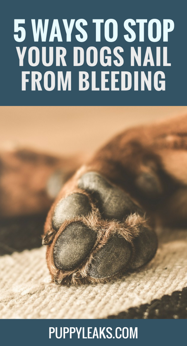 5 Easy Ways to Stop Your Dogs Nail From Bleeding - Puppy Leaks
