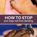 How to Stop Your Dogs Nail From Bleeding