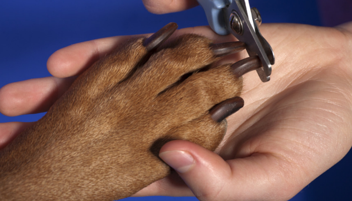 powder for clipping dog nails