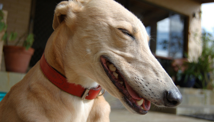 Reasons to adopt a greyhound