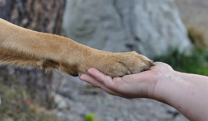 How to Stop Your Dogs Nail From Bleeding