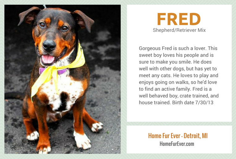 Adopt Fred - A Lovely Shepherd Mix From Detroit