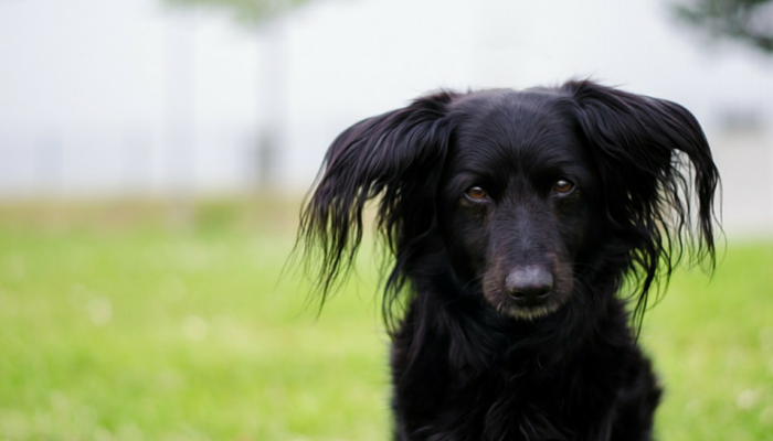 what does it mean when a puppys tail is up