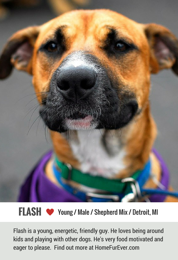 Flash the Friendly Shepherd Mix